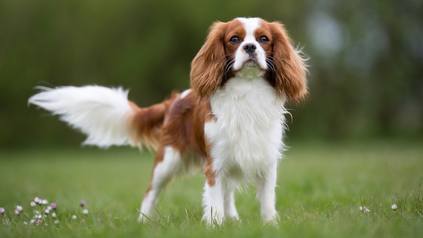 Cavalier King Charles Spaniel dog outdoors in nature