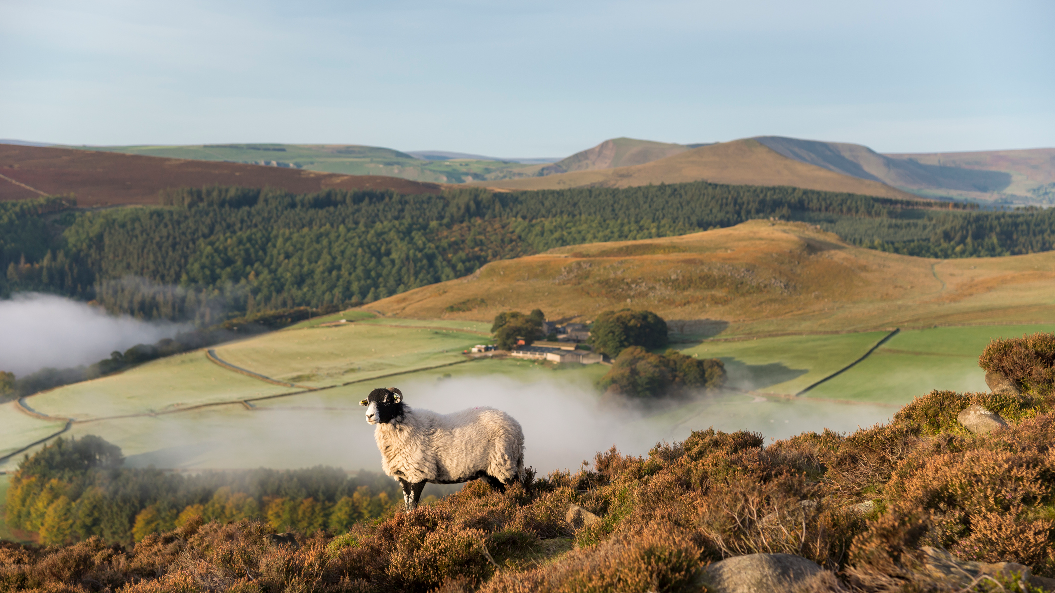 Sheep at Whinstone Lee Tor