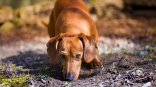 Interesting dog facts - dog sniffing