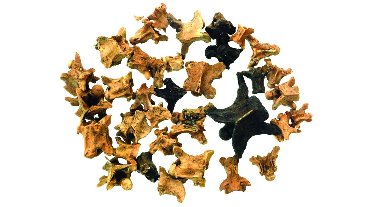 Reptile vertebrae found at el-Wad Terrace cave in Israel.