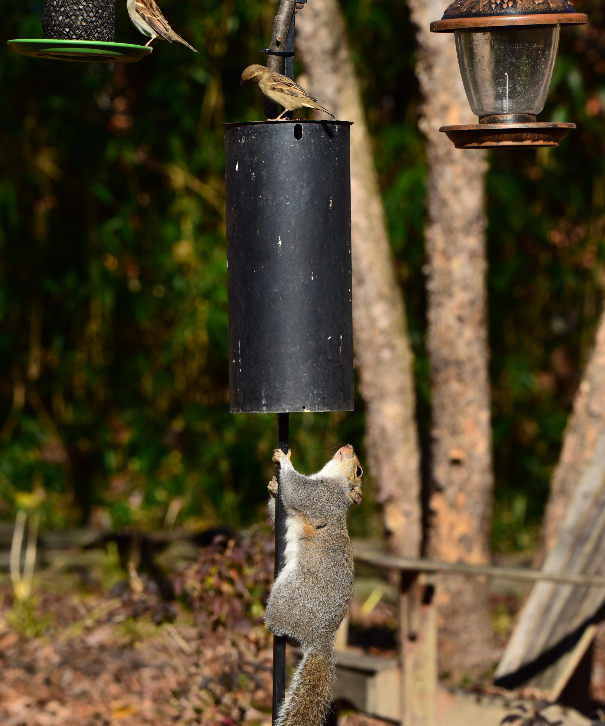 A gray squirrel climbs up a bird feeder pole to try to get by the squirrel baffle.