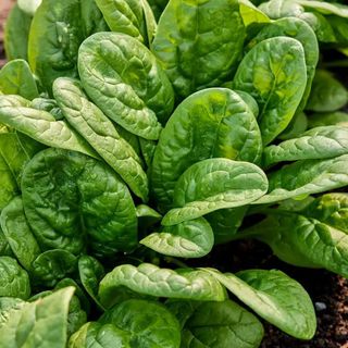 Spinach, Bloomsdale Long Standing