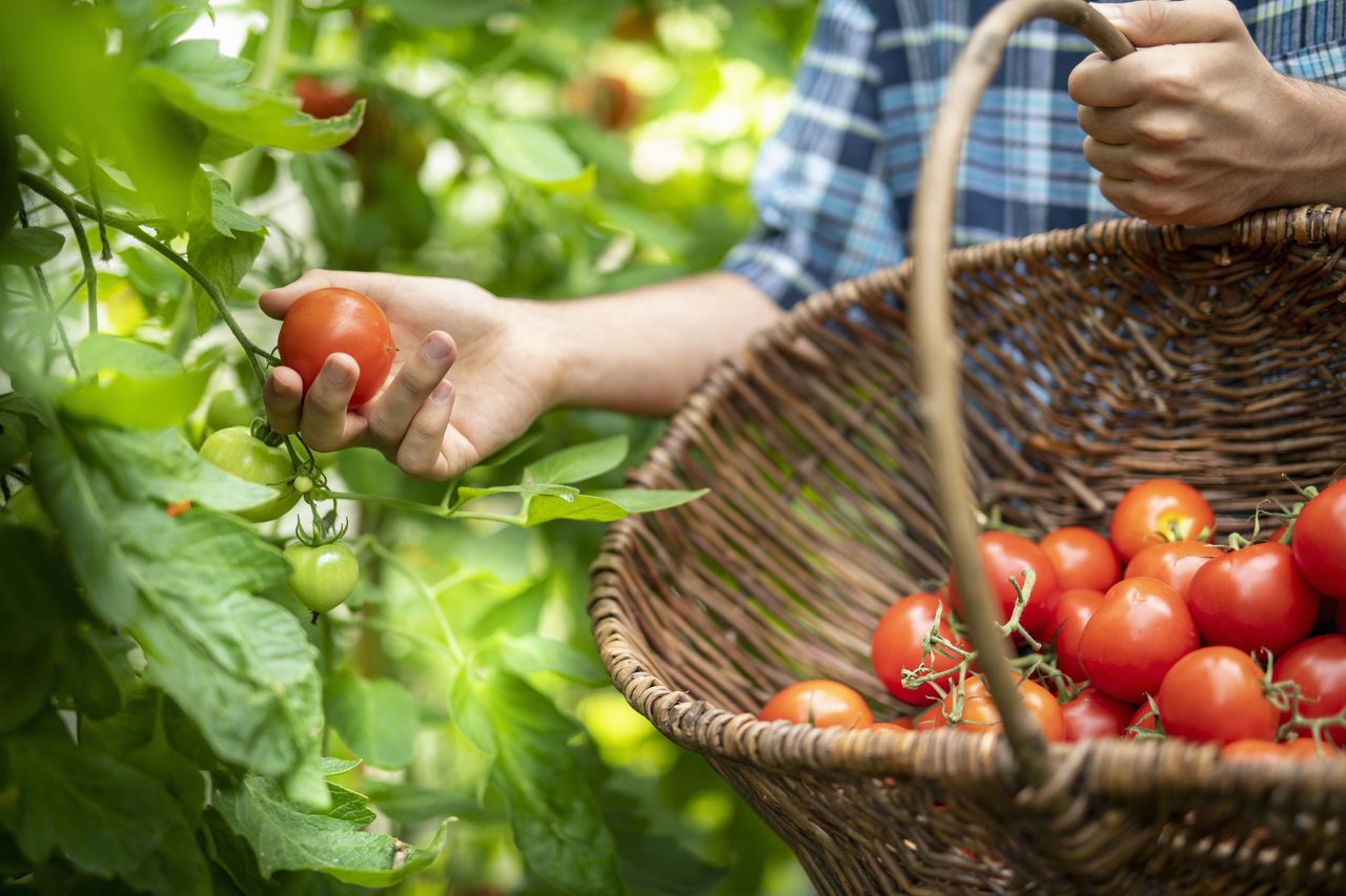 How to grow tomatoes