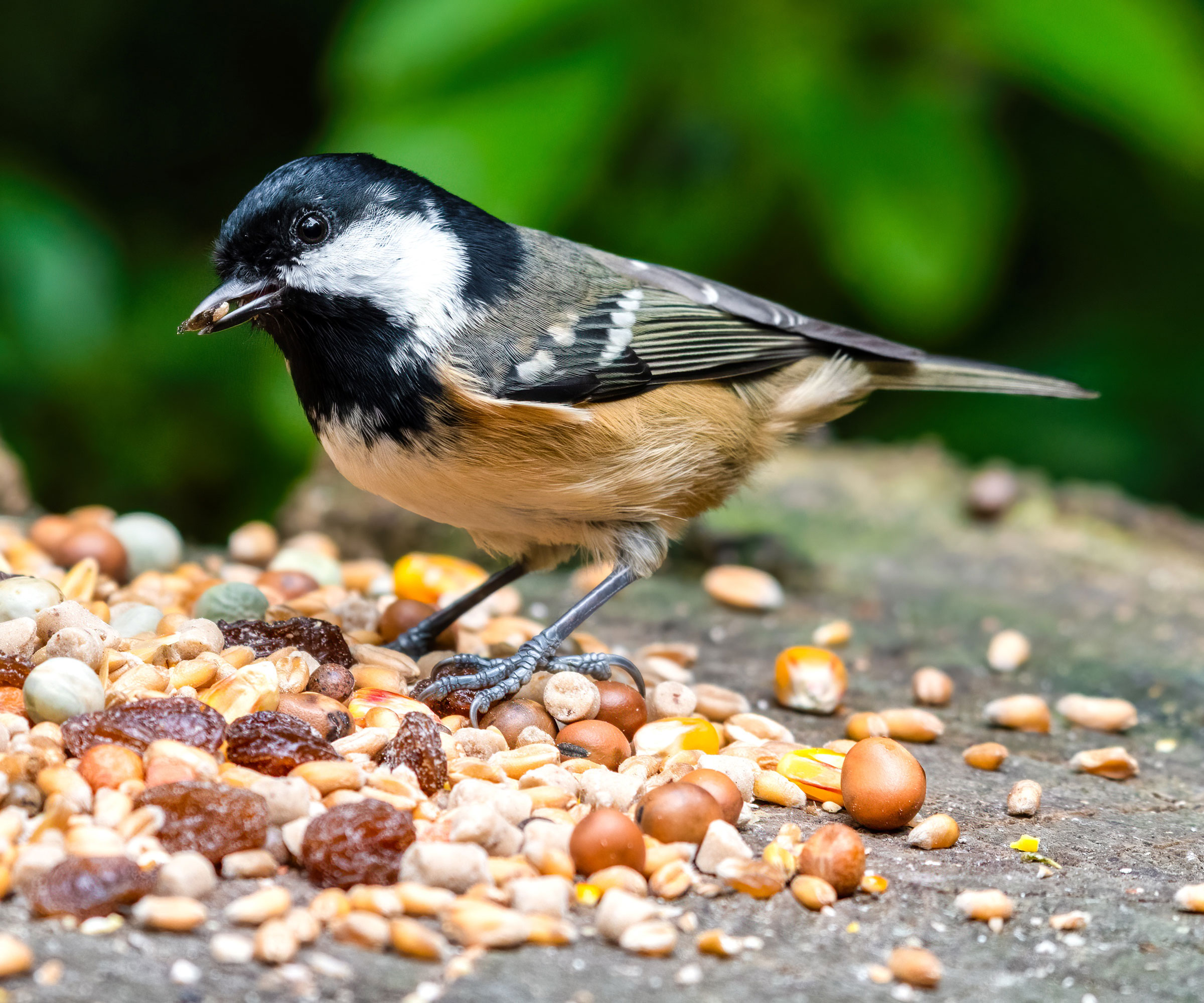 bird feeding on nuts and seeds on charcuterie style tray feeder