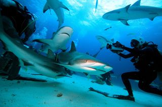 Filmmaker and conservationist Madison Stewart films sharks in the Caribbean.