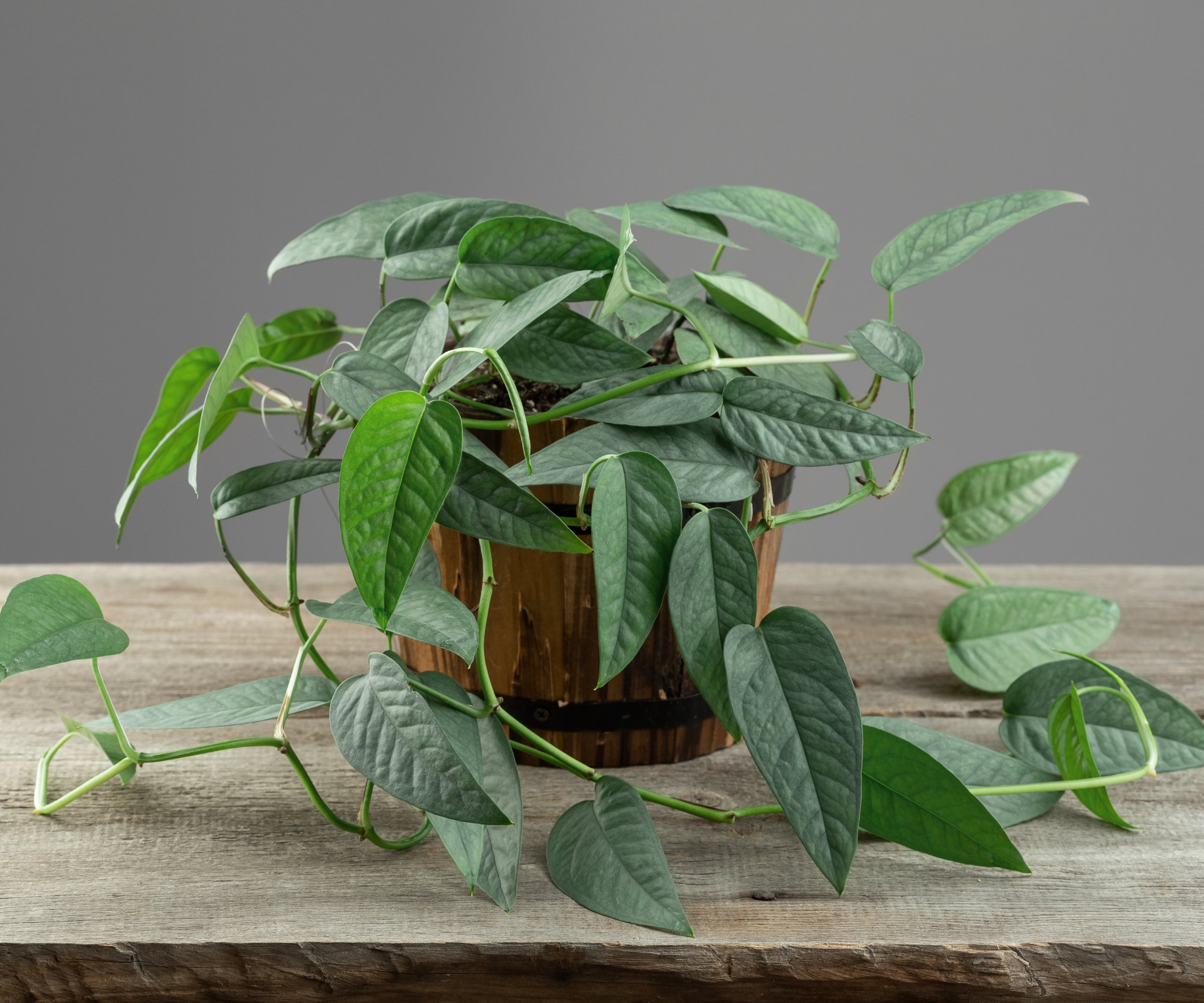 Potted cebu blue pothos plant