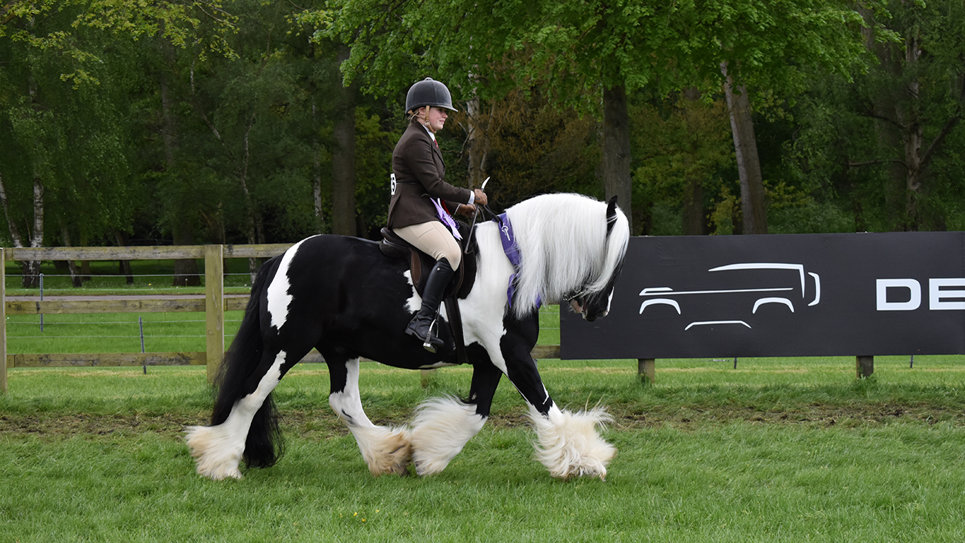 royal windsor senior ridden pony