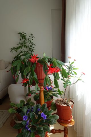 A Christmas cactus and other houseplants on a wooden pedestal