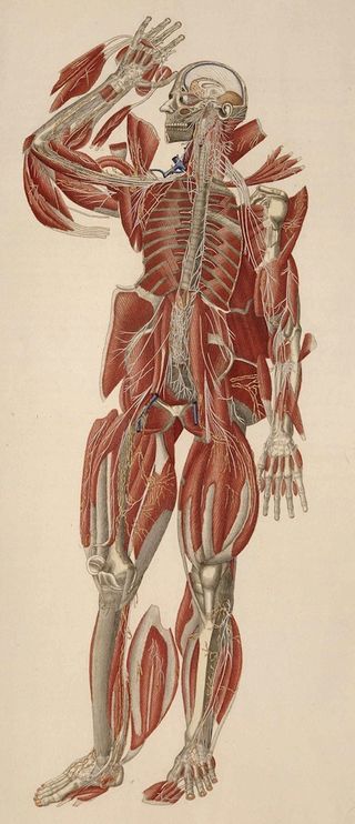 Anatomical muscle illustration