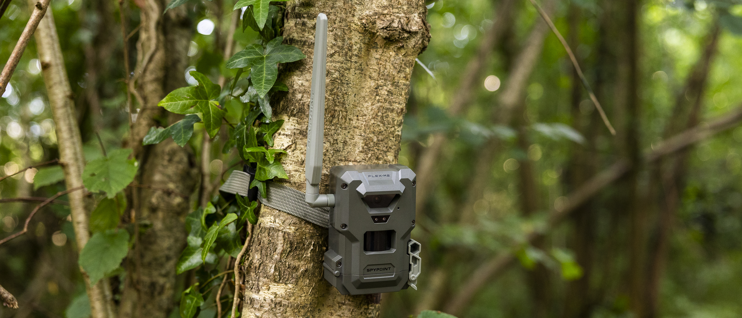The Spypoint FLEX-M2 trail camera attached to a tree in a woodland