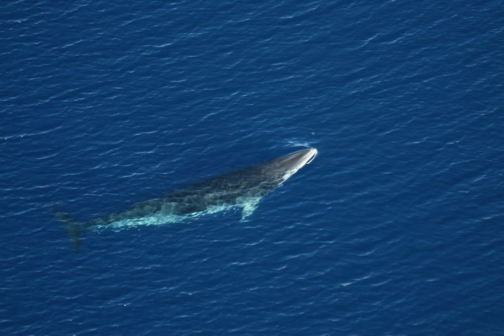 Fishy Numbers? Minke Whales Hide in Ice, Fooling Scientists | Live Science