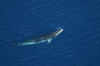 minke whale surfacing in ocean