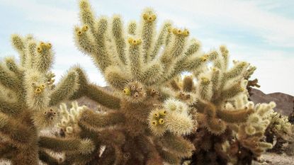 Cholla Cactus Plant