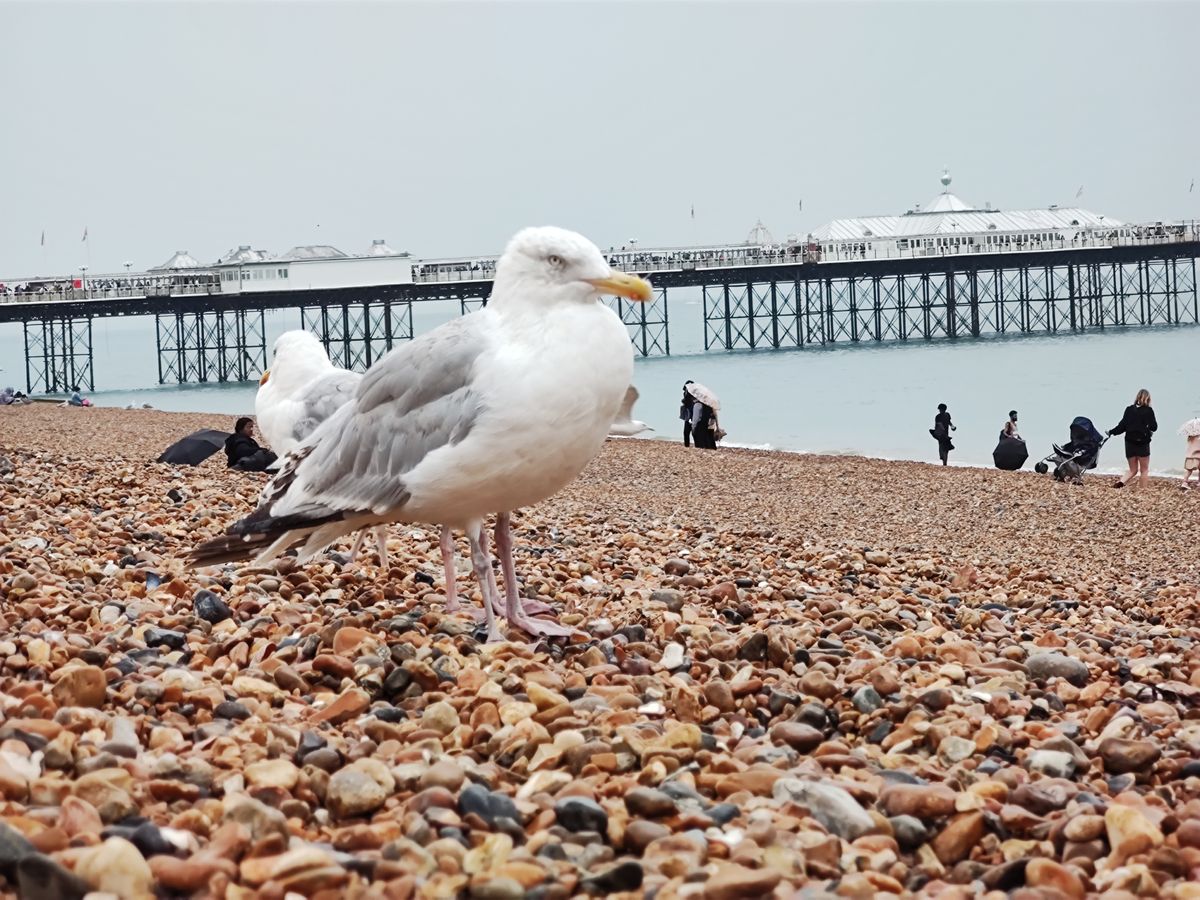 Motorola Edge 20 Pro camera sample