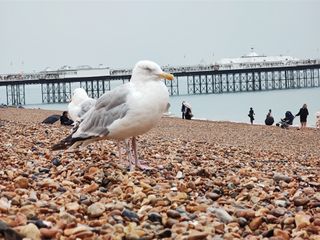 Motorola Edge 20 Pro camera sample