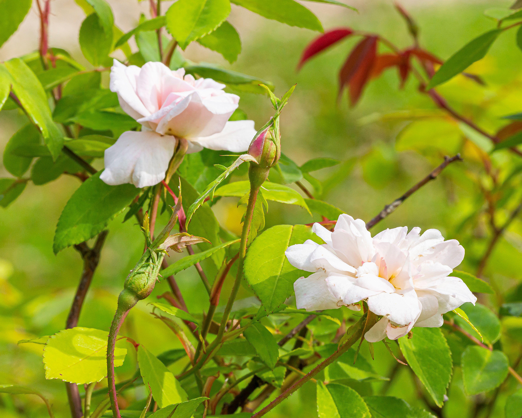 Bloomfield Abundance roses