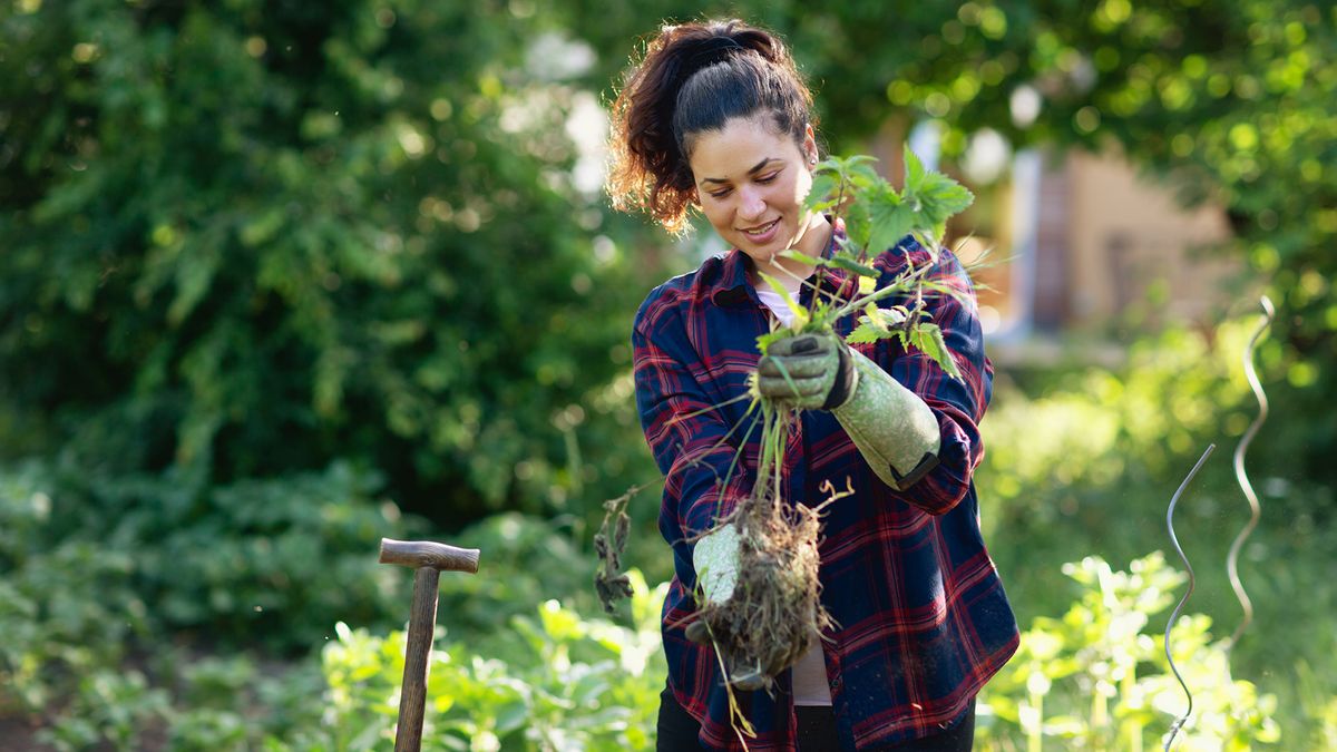 Natural weed killer