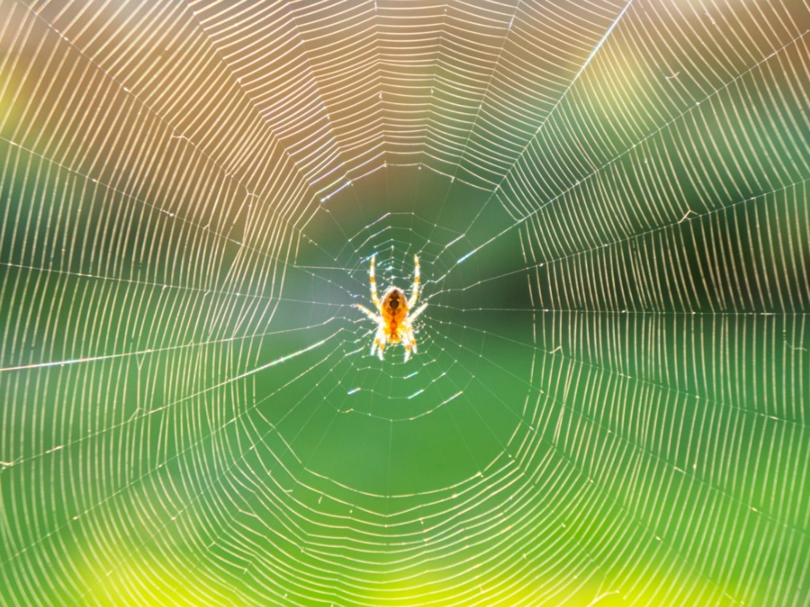 Good Spiders That Help Gardens