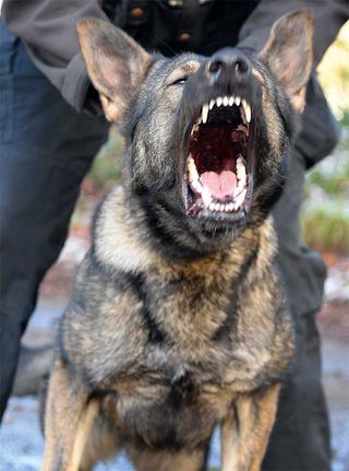 Police dogs: Their bite is pretty much just as bad as their bark