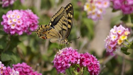 Pink lantana in flower with butterfly