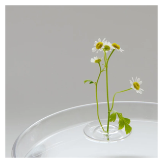 A floating garden ripple vase in a bowl of water with daisies