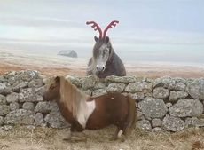 Socks the Shetland