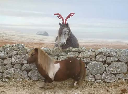 Socks the Shetland