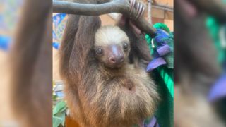 Baby sloth hangs from branch