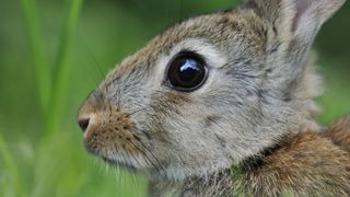 Grey rabbit with big black eye