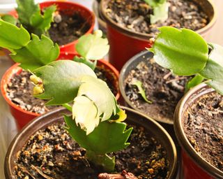 Thanksgiving cactus cuttings planted into individual pots