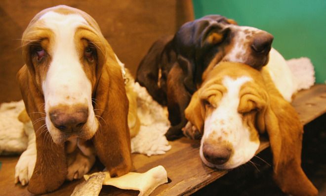 Basset hounds