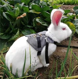Best rabbit harness
