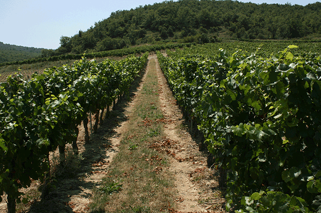 Ardeche, Chardonnay, Louis Latour