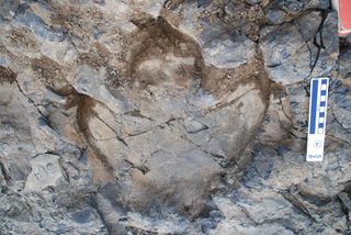 A hadrosaur track from Denali National Park's amazing track site.