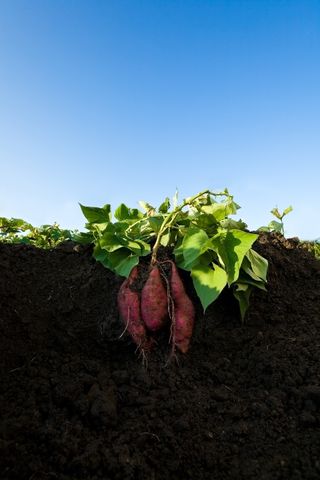 sweet potatoes growing in the ground