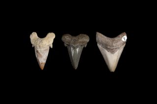 The megaladon's knife-like teeth evolved over millions of years. The megaladon’s earliest ancestor, the Otodus obliquus, had cusplets, or "mini teeth" on either side (left). Another ancestor, carcharocles auriculatus, also had cusplets, but its main tooth evolved tiny bumps, or serrations, around its edges (middle). The megadolon had flat, blade-like, serrated teeth with no cusplets (right).