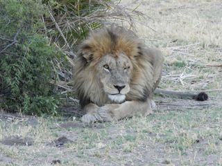 There are only about 20,000 lions left in Africa, Beverly said. Other estimates put the number slightly higher, closer to 30,000. Regardless, their numbers are declining at an alarming rate, experts agree. About 50 years ago, there were 450,000 lions — a