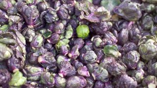 how to grow winter brassicas: Brussels sprout variety Falstaff
