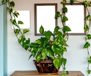 Pothos plant with long trailing leaves