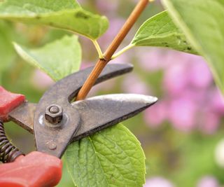 Pruning snips with a red handle, cutting into a green shrub