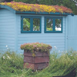 blue shed with green sedum living roof