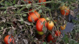 tomato crop affected by tomato blight