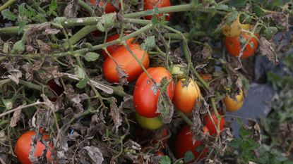 tomato blight treatment for crops affected by blight