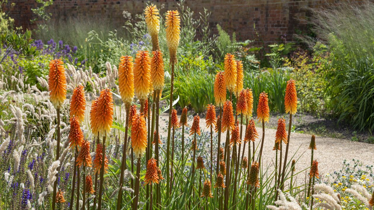 Red Hot Poker plants 