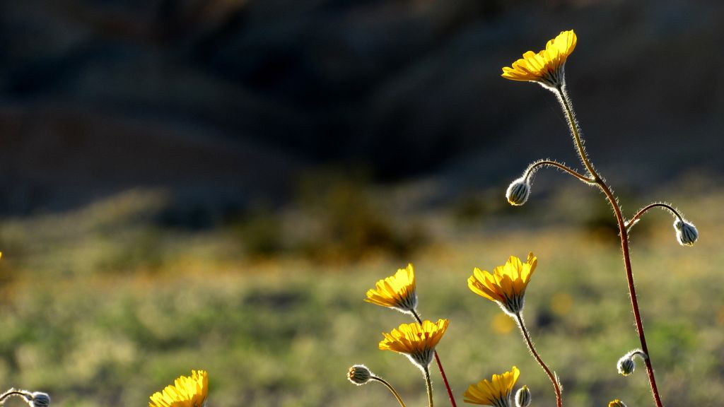 Stunning Images of a California Superbloom | Live Science