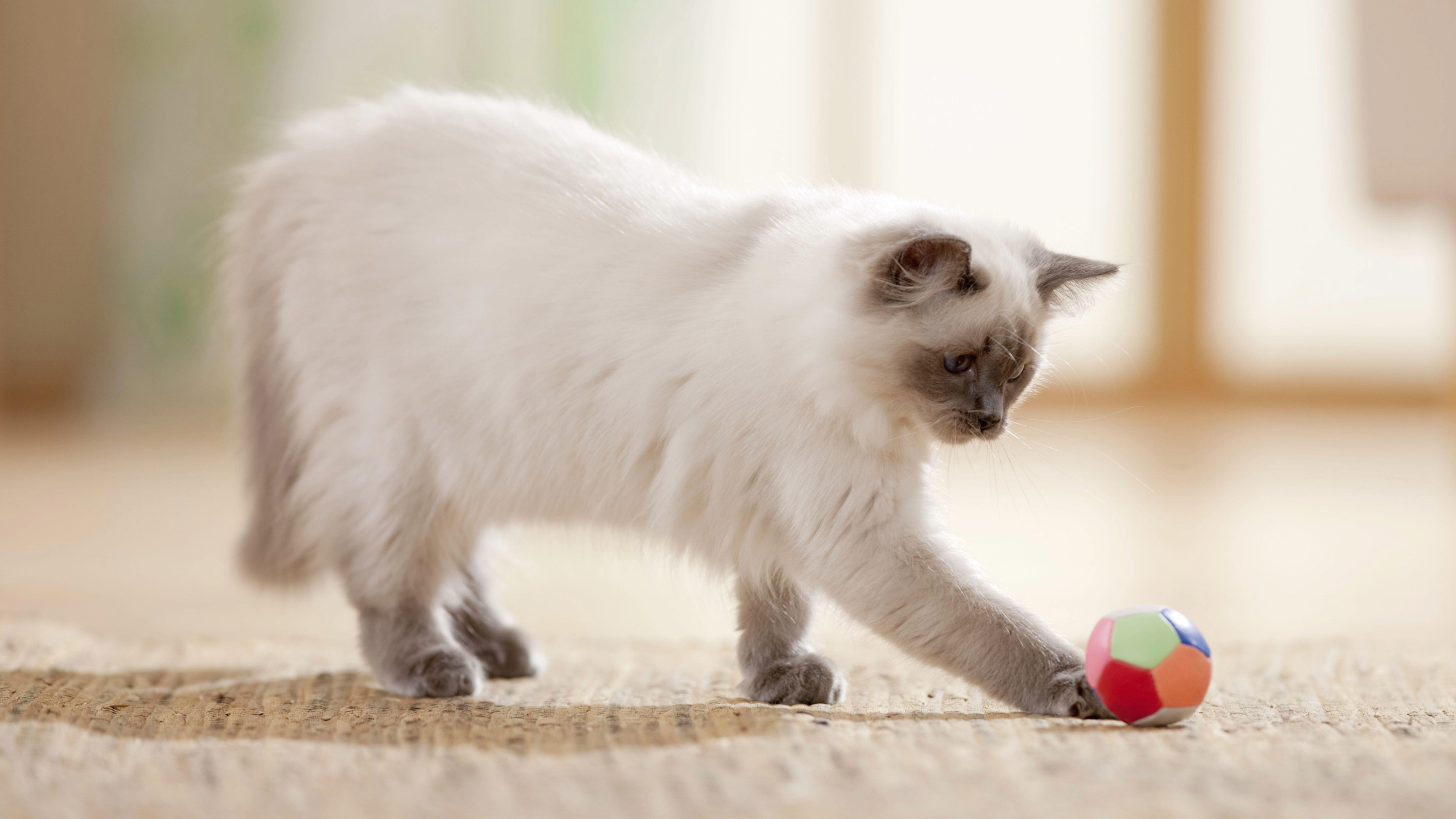 Ragdoll cat playing with ball