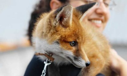 With a little bit of time and effort, a domesticated fox will be your cuddle buddy.