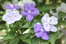 Purple Brunsfelsia Plant
