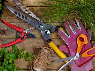 pruning shears, secateurs, scissors, gardening gloves