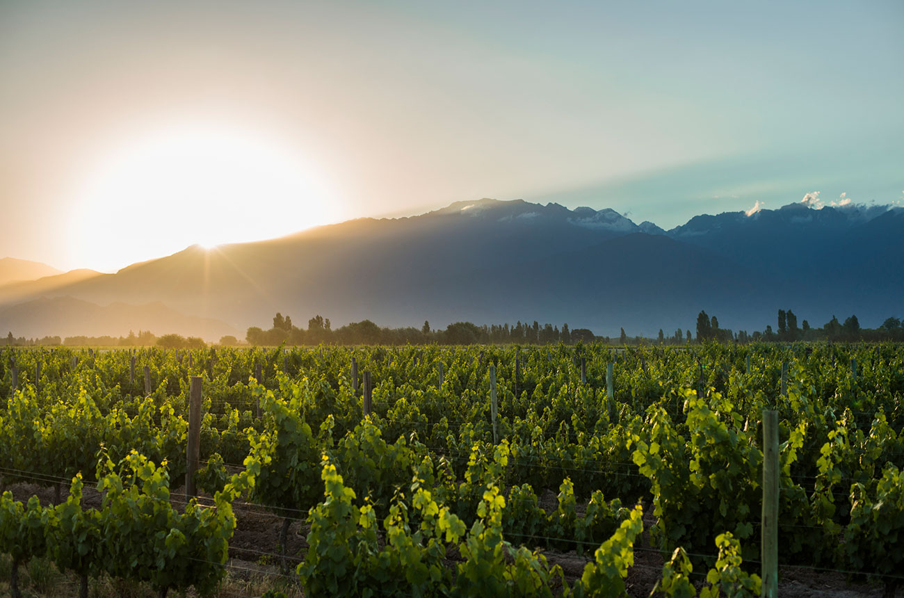 Vineyards, Andes in the Uco Valley, Mendoza.